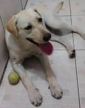 Cachorro raça labrador idade 7 a 11 meses nome Encontrado em rua 