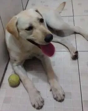 Cachorro ra a labrador idade 7 a 11 meses nome Encontrado em rua 