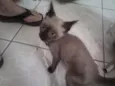 sid