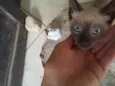 sid