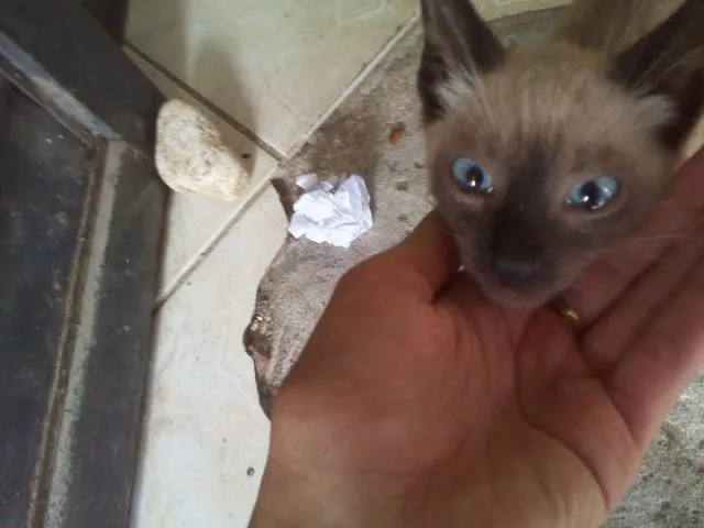 Gato raça siames idade 2 a 6 meses nome sid