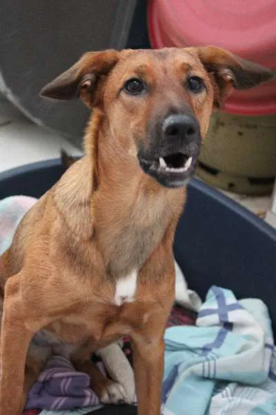 Cachorro ra a SRD idade 7 a 11 meses nome Meg