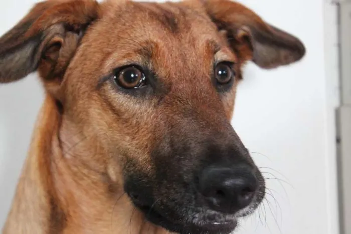 Cachorro ra a SRD idade 7 a 11 meses nome Meg