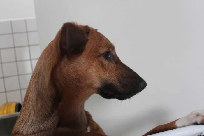 Cachorro ra a SRD idade 7 a 11 meses nome Meg