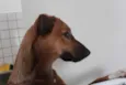 Meg