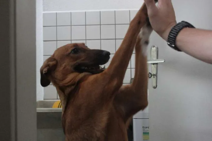 Cachorro ra a SRD idade 7 a 11 meses nome Meg