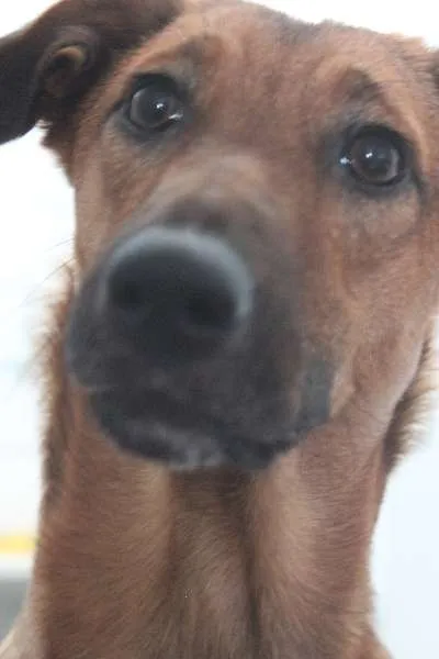 Cachorro ra a SRD idade 7 a 11 meses nome Meg