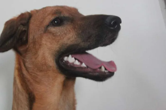 Cachorro ra a SRD idade 7 a 11 meses nome Meg