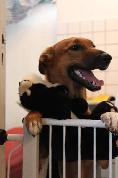 Cachorro ra a SRD idade 7 a 11 meses nome Meg