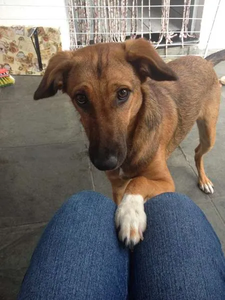 Cachorro ra a SRD idade 7 a 11 meses nome Meg