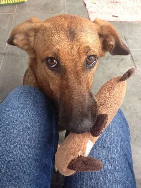 Cachorro ra a SRD idade 7 a 11 meses nome Meg