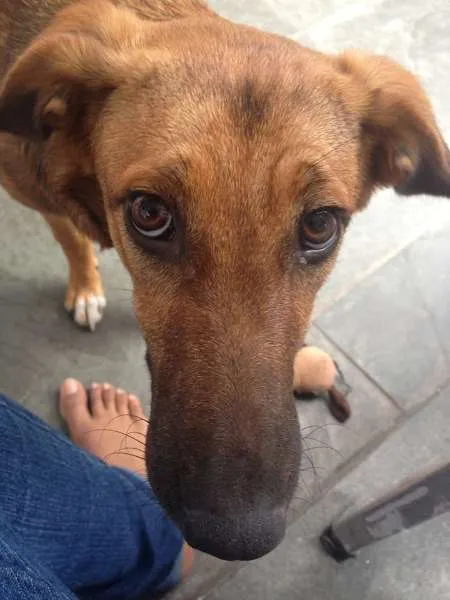 Cachorro ra a SRD idade 7 a 11 meses nome Meg
