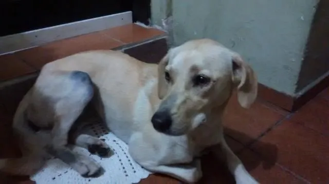 Cachorro ra a Mestiça Labrador idade 1 ano nome Não Sei