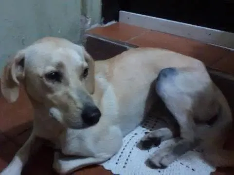 Cachorro ra a Mestiça Labrador idade 1 ano nome Não Sei