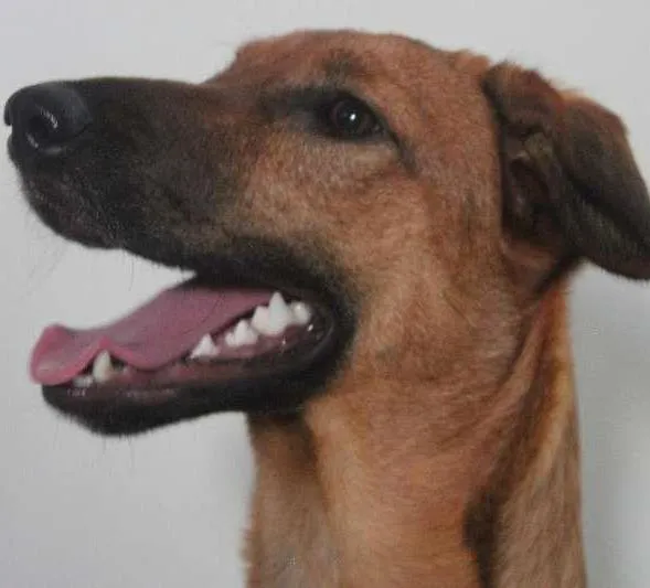 Cachorro ra a SRD idade 7 a 11 meses nome Meg