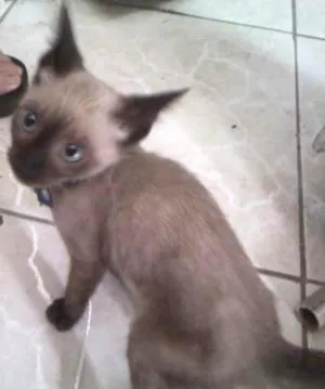 Gato raça siames idade 2 a 6 meses nome sid