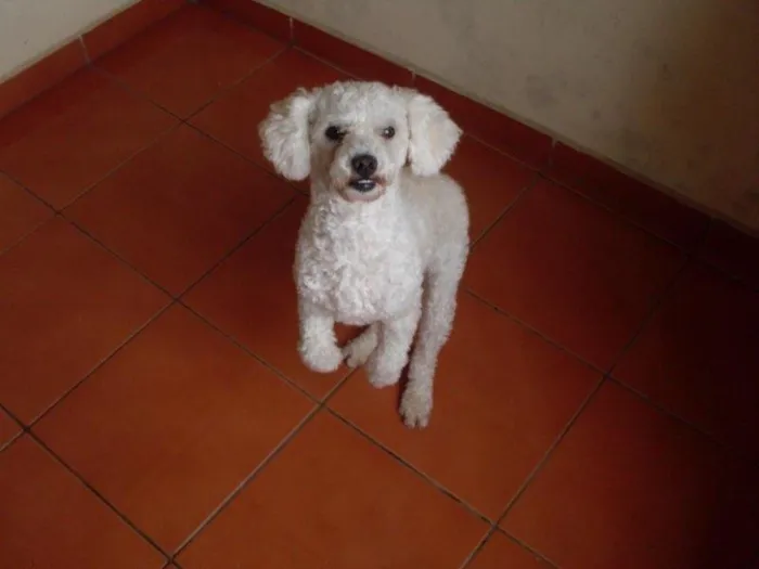 Cachorro ra a Poodle idade 3 anos nome totó