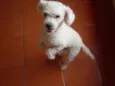 totó