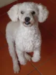 totó