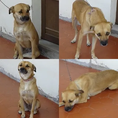 Cachorro raça SRD idade 3 anos nome NINA