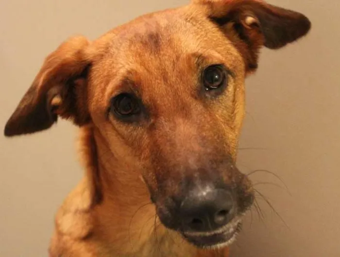Cachorro ra a SRD idade 7 a 11 meses nome Meg