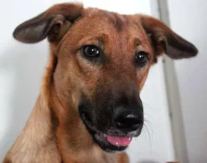 Cachorro raça SRD idade 7 a 11 meses nome Meg