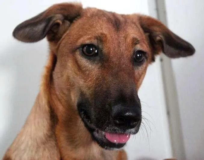 Cachorro ra a SRD idade 7 a 11 meses nome Meg