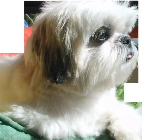 Cachorro ra a Shitzu idade 4 anos nome Sushi