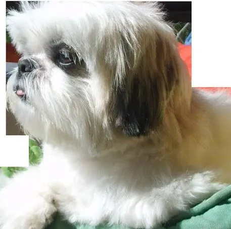 Cachorro ra a Shitzu idade 4 anos nome Sushi