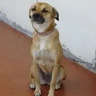 Cachorro raça SRD idade 3 anos nome NINA
