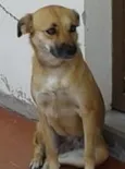 NINA