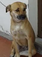 Cachorro raça SRD idade 3 anos nome NINA