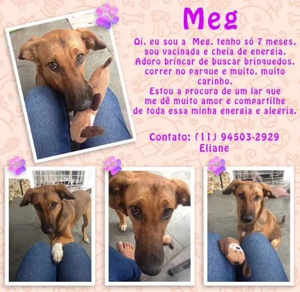 Cachorro ra a SRD idade 7 a 11 meses nome Meg