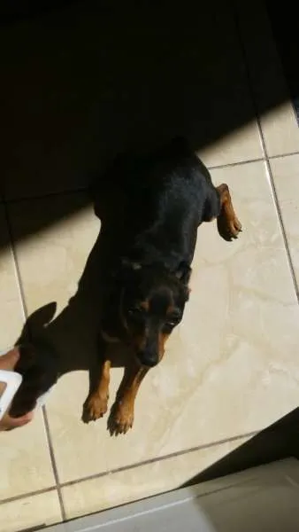 Cachorro ra a Pinscher idade 2 anos nome lobinho