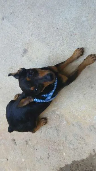 Cachorro ra a Pinscher idade 2 anos nome lobinho