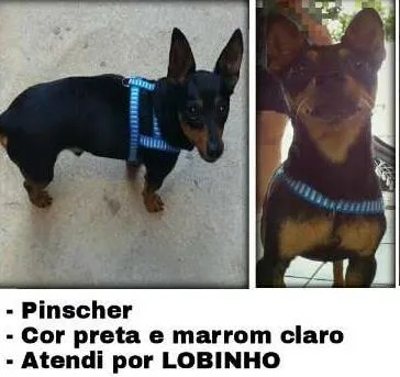 Cachorro ra a Pinscher idade 2 anos nome lobinho