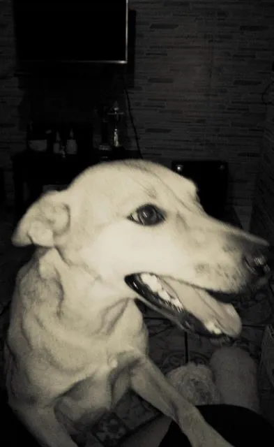 Cachorro ra a Vira Lata idade 2 anos nome lora