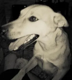 Cachorro raça Vira Lata idade 2 anos nome lora