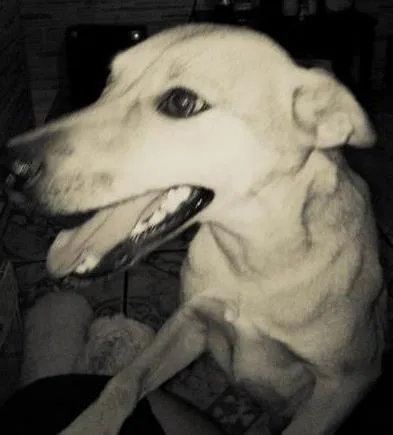 Cachorro ra a Vira Lata idade 2 anos nome lora