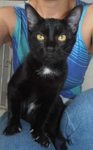Gato raça srd idade 2 a 6 meses nome Cacau