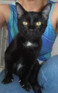 Cacau