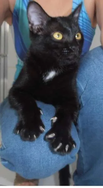 Gato ra a srd idade 2 a 6 meses nome Cacau