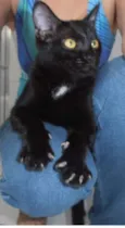 Cacau