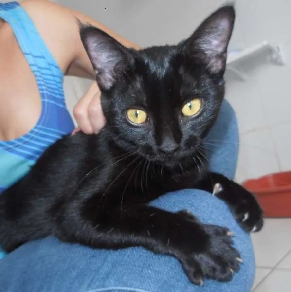 Gato ra a srd idade 2 a 6 meses nome Cacau