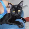 Cacau