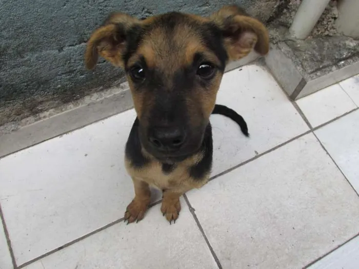 Cachorro ra a vira lata idade 2 a 6 meses nome não tem nome