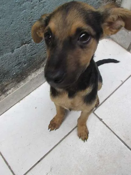 Cachorro ra a vira lata idade 2 a 6 meses nome não tem nome