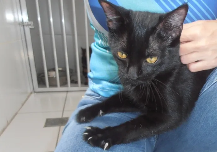 Gato ra a srd idade 2 a 6 meses nome Cacau