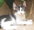 Petibanquinha
