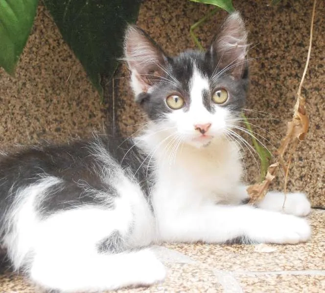 Gato ra a srd idade 2 a 6 meses nome Petibanquinha